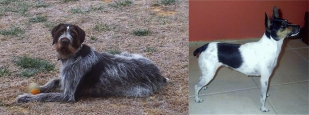 Miniature Fox Terrier vs Deutsch Drahthaar - Breed Comparison
