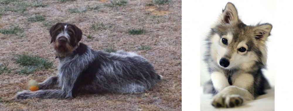 Miniature Siberian Husky vs Deutsch Drahthaar - Breed Comparison