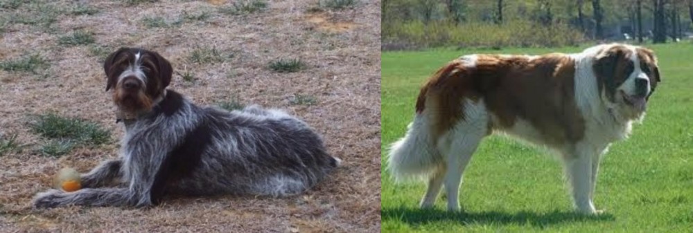 Moscow Watchdog vs Deutsch Drahthaar - Breed Comparison