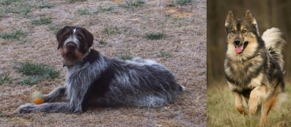 Native American Indian Dog vs Deutsch Drahthaar - Breed Comparison