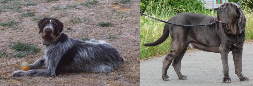 Neapolitan Mastiff vs Deutsch Drahthaar - Breed Comparison