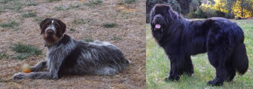 Newfoundland Dog vs Deutsch Drahthaar - Breed Comparison