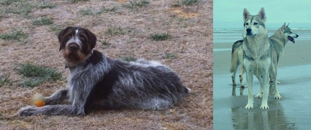 Northern Inuit Dog vs Deutsch Drahthaar - Breed Comparison
