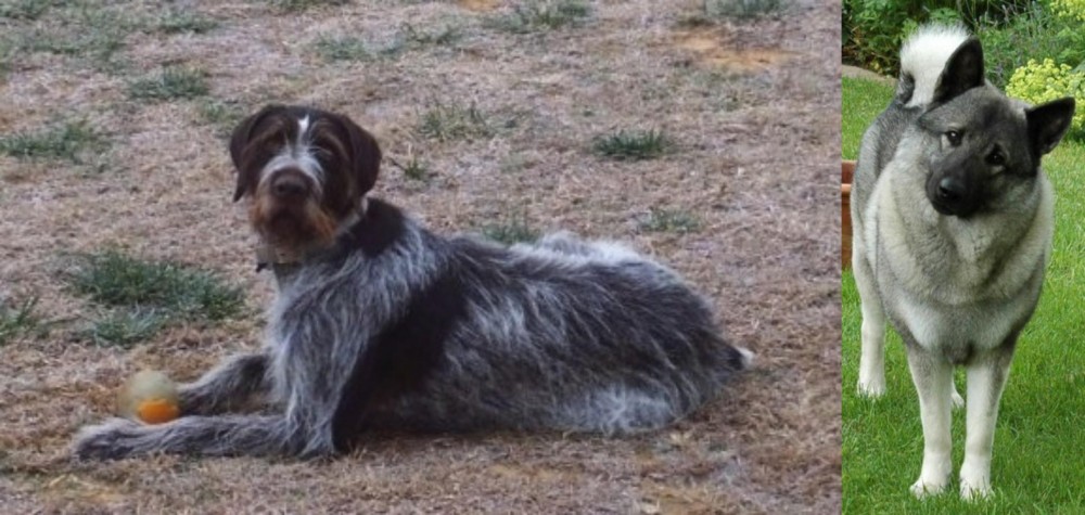 Norwegian Elkhound vs Deutsch Drahthaar - Breed Comparison