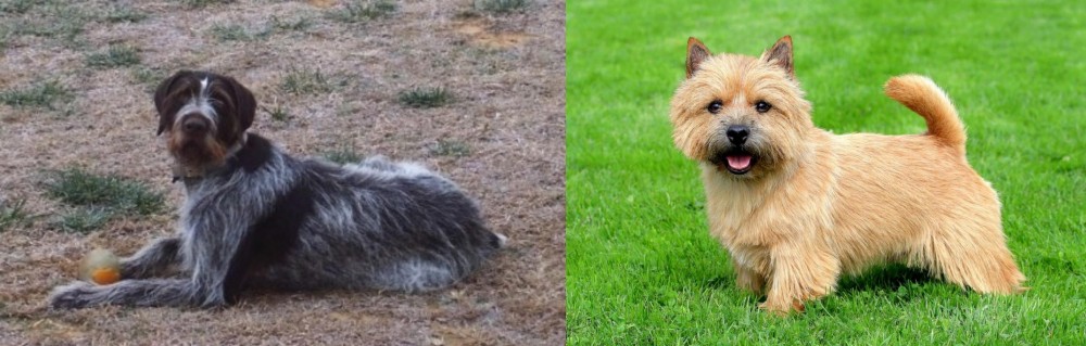 Norwich Terrier vs Deutsch Drahthaar - Breed Comparison