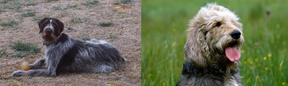 Otterhound vs Deutsch Drahthaar - Breed Comparison