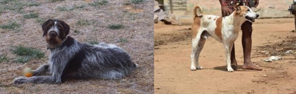 Pandikona vs Deutsch Drahthaar - Breed Comparison