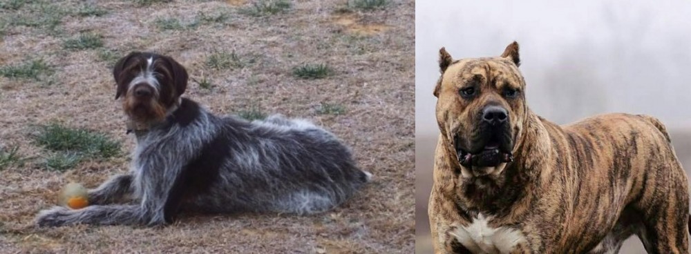 Perro de Presa Canario vs Deutsch Drahthaar - Breed Comparison