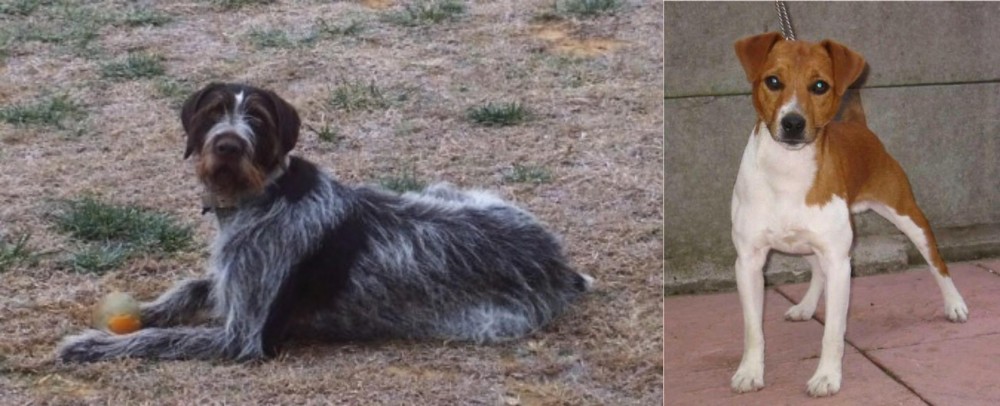Plummer Terrier vs Deutsch Drahthaar - Breed Comparison