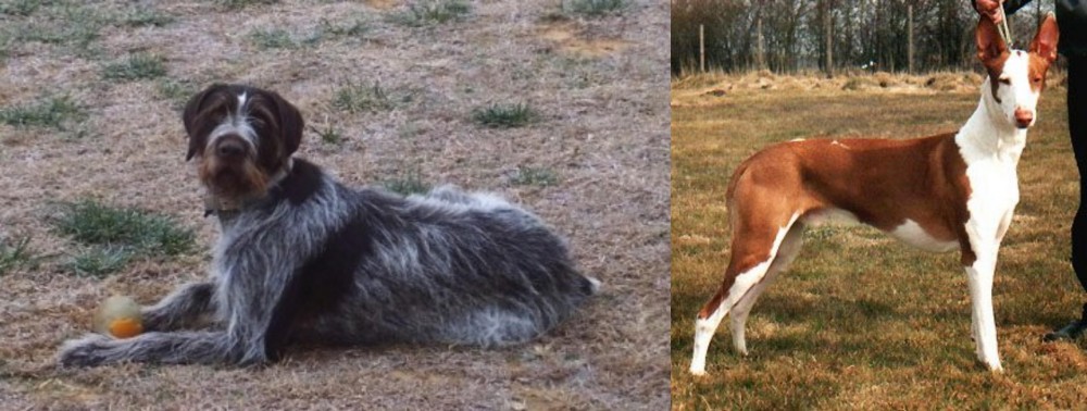 Podenco Canario vs Deutsch Drahthaar - Breed Comparison