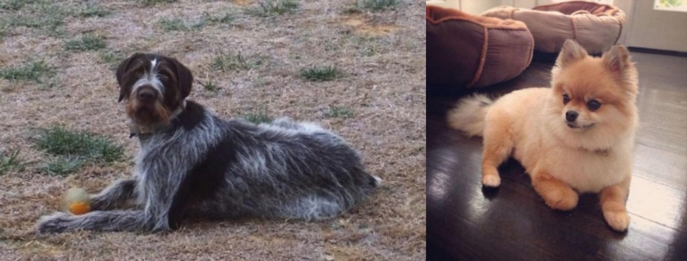 Pomeranian vs Deutsch Drahthaar - Breed Comparison