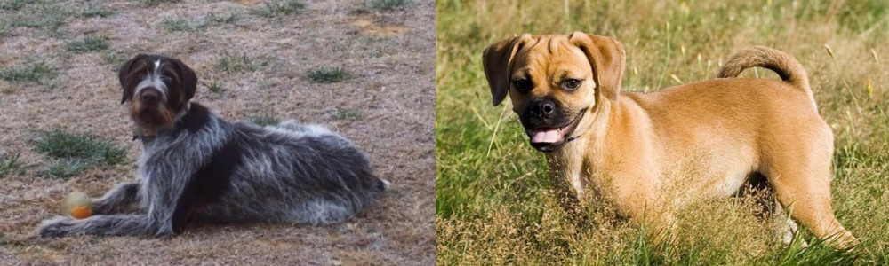 Puggle vs Deutsch Drahthaar - Breed Comparison