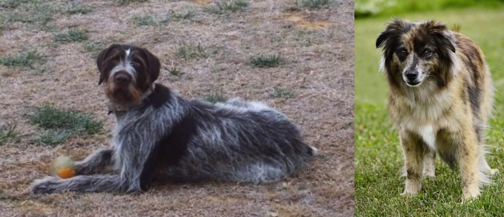 Pyrenean Shepherd vs Deutsch Drahthaar - Breed Comparison