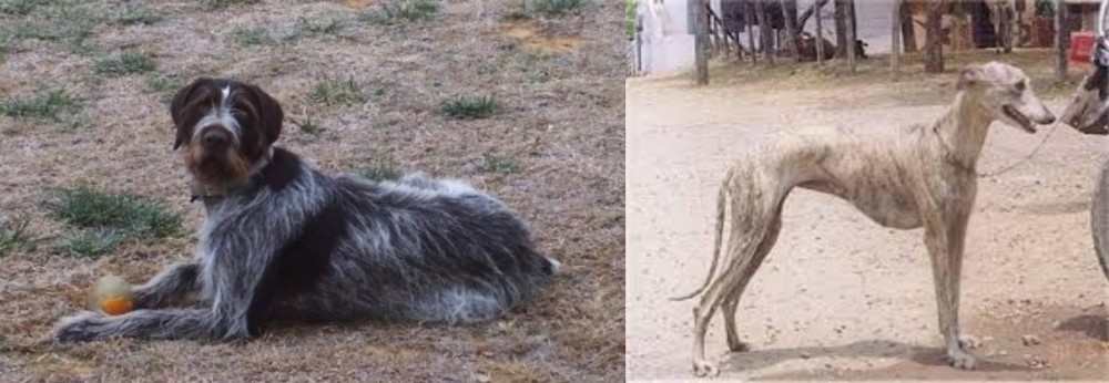 Rampur Greyhound vs Deutsch Drahthaar - Breed Comparison