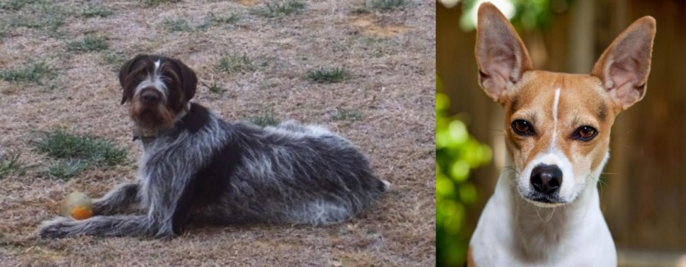 Rat Terrier vs Deutsch Drahthaar - Breed Comparison