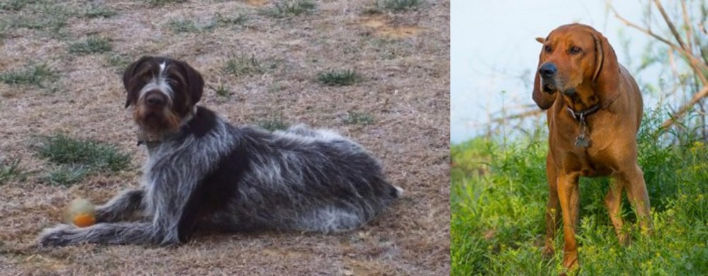 Redbone Coonhound vs Deutsch Drahthaar - Breed Comparison