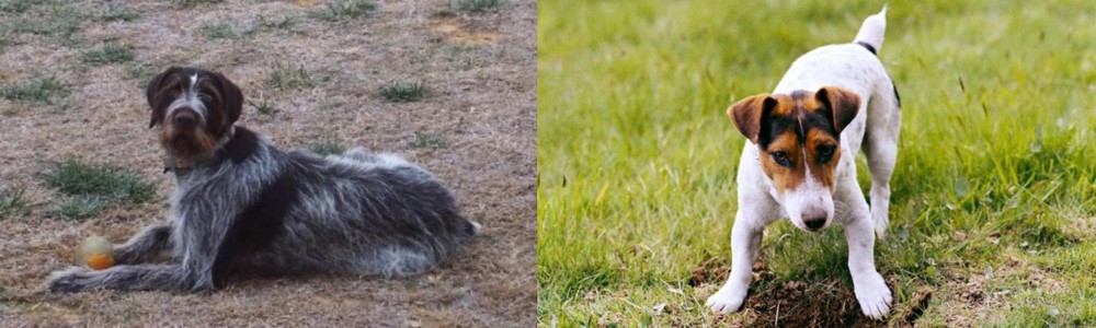 Russell Terrier vs Deutsch Drahthaar - Breed Comparison