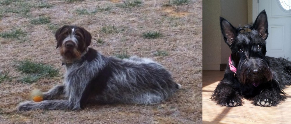 Scottish Terrier vs Deutsch Drahthaar - Breed Comparison