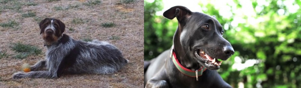Shepard Labrador vs Deutsch Drahthaar - Breed Comparison