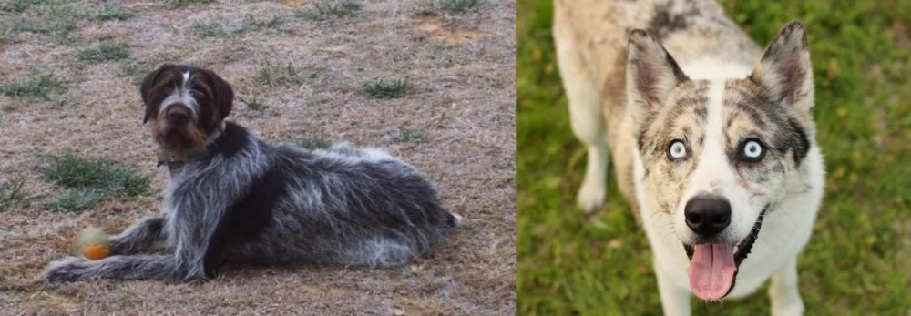 Shepherd Husky vs Deutsch Drahthaar - Breed Comparison