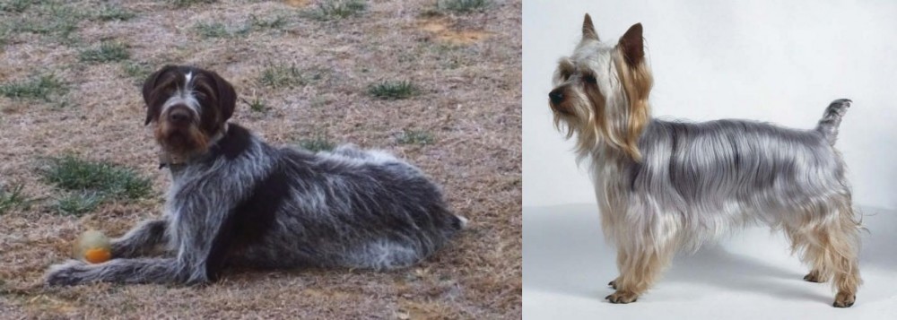 Silky Terrier vs Deutsch Drahthaar - Breed Comparison