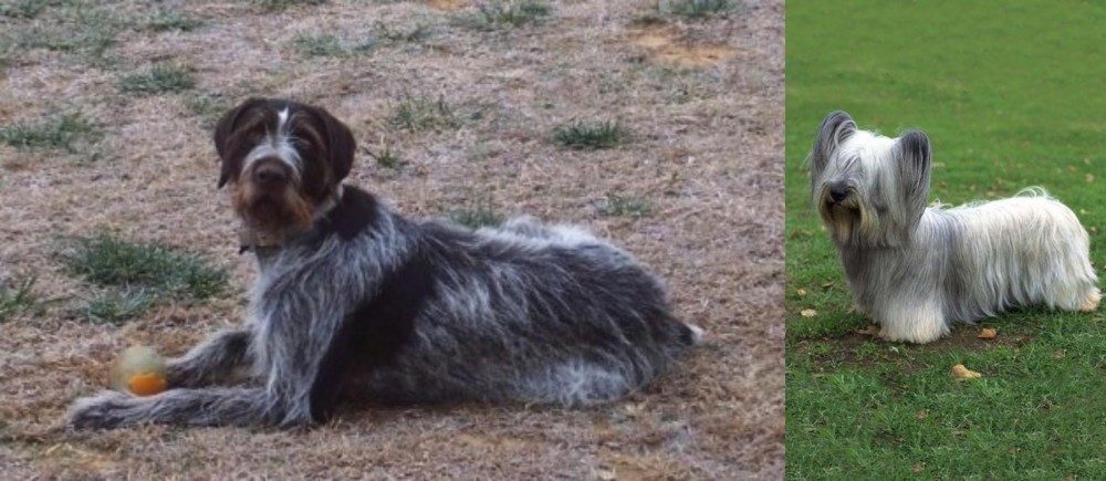 Skye Terrier vs Deutsch Drahthaar - Breed Comparison