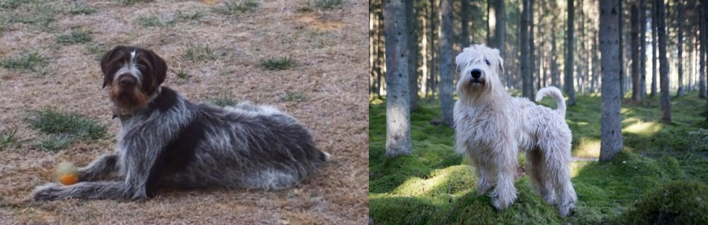 Soft-Coated Wheaten Terrier vs Deutsch Drahthaar - Breed Comparison