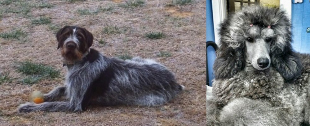 Standard Poodle vs Deutsch Drahthaar - Breed Comparison