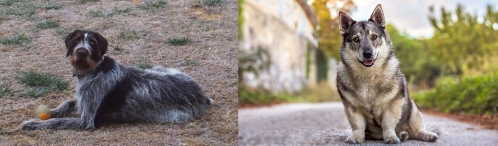 Swedish Vallhund vs Deutsch Drahthaar - Breed Comparison