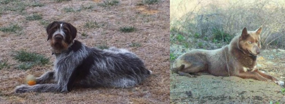 Tahltan Bear Dog vs Deutsch Drahthaar - Breed Comparison