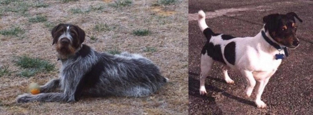 Teddy Roosevelt Terrier vs Deutsch Drahthaar - Breed Comparison