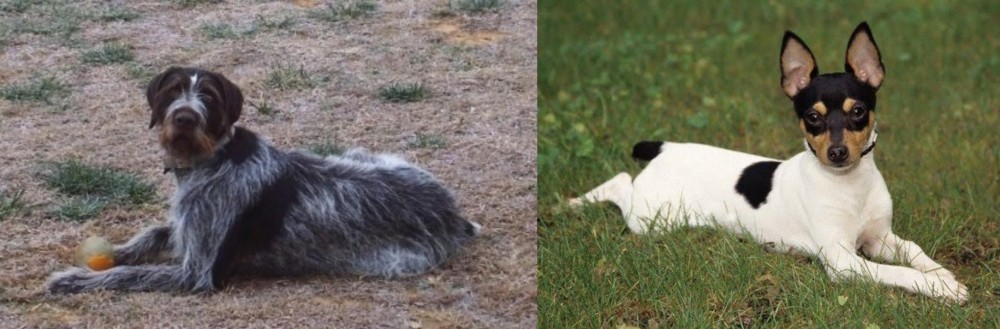 Toy Fox Terrier vs Deutsch Drahthaar - Breed Comparison
