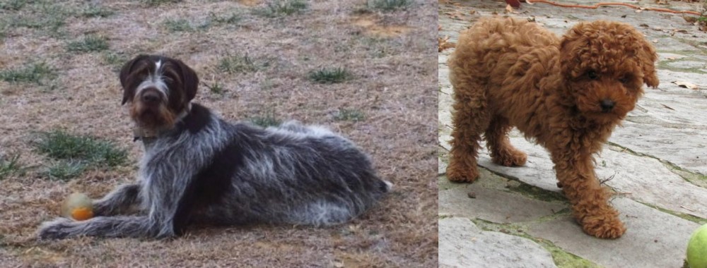 Toy Poodle vs Deutsch Drahthaar - Breed Comparison