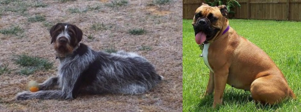 Valley Bulldog vs Deutsch Drahthaar - Breed Comparison