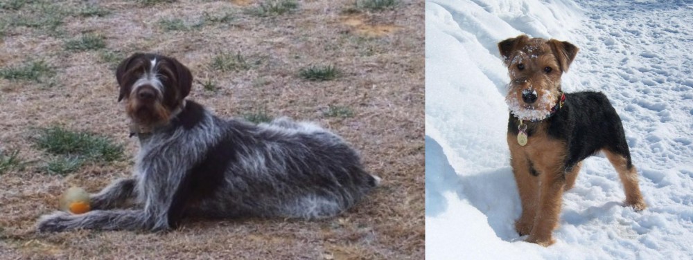 Welsh Terrier vs Deutsch Drahthaar - Breed Comparison