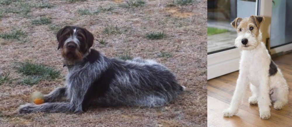 Wire Fox Terrier vs Deutsch Drahthaar - Breed Comparison