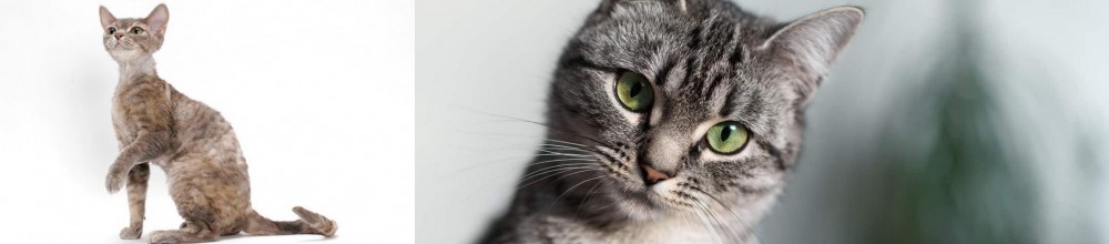 Domestic Shorthaired Cat vs Devon Rex - Breed Comparison