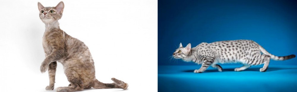 Egyptian Mau vs Devon Rex - Breed Comparison