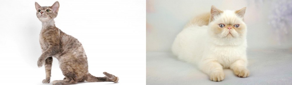 Exotic Shorthair vs Devon Rex - Breed Comparison