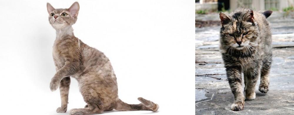 Farm Cat vs Devon Rex - Breed Comparison