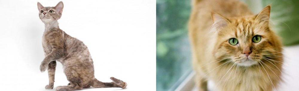 Ginger Tabby vs Devon Rex - Breed Comparison