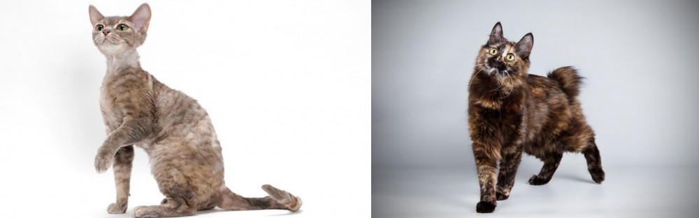 Japanese Bobtail vs Devon Rex - Breed Comparison