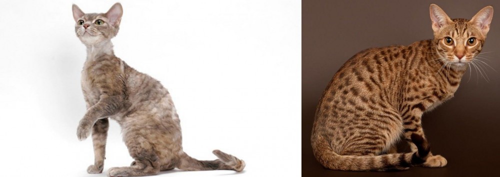 Ocicat vs Devon Rex - Breed Comparison