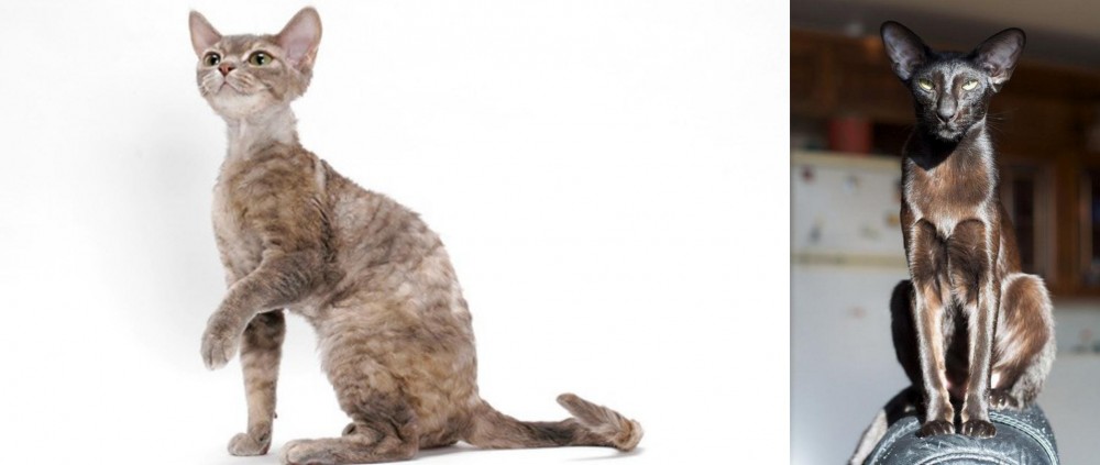 Oriental Shorthair vs Devon Rex - Breed Comparison