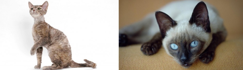 Siamese vs Devon Rex - Breed Comparison