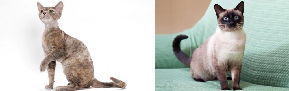 Traditional Siamese vs Devon Rex - Breed Comparison
