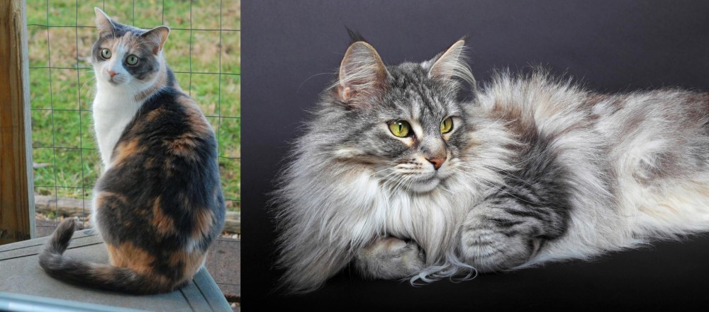 Domestic Longhaired Cat vs Dilute Calico - Breed Comparison