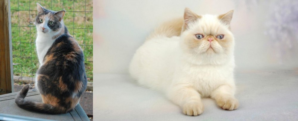 Exotic Shorthair vs Dilute Calico - Breed Comparison