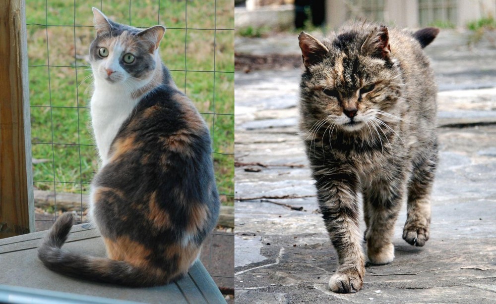 Farm Cat vs Dilute Calico - Breed Comparison