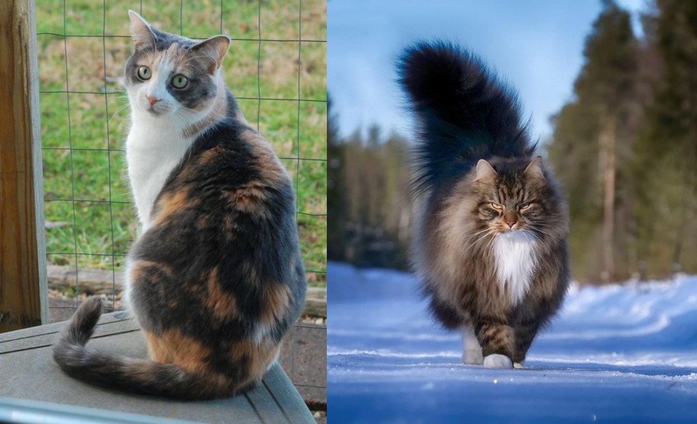 Norwegian Forest Cat vs Dilute Calico - Breed Comparison